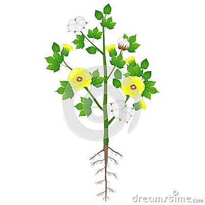 Cotton plant with roots isolated on white background. Vector Illustration