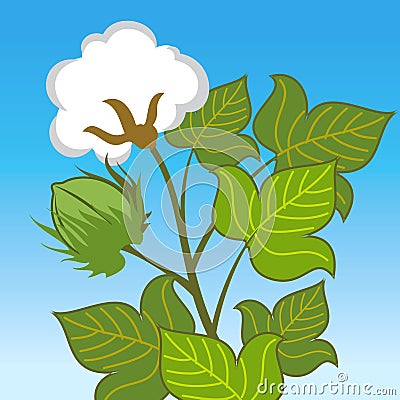 Cotton plants Vector Illustration