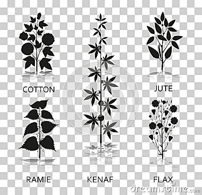 Cotton, ramie, kenaf, jude and flax plants with leaves, pods and flowers. Silhouette icons with reflection on Vector Illustration