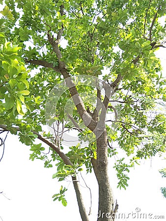 COTTON SILK TREE /CEIBA PENTANDRA/BOMBAX CEIBA Stock Photo