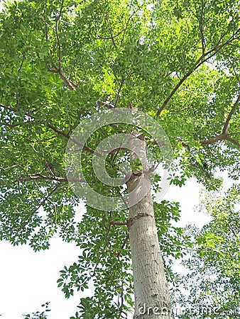 COTTON SILK TREE /CEIBA PENTANDRA/BOMBAX CEIBA Stock Photo