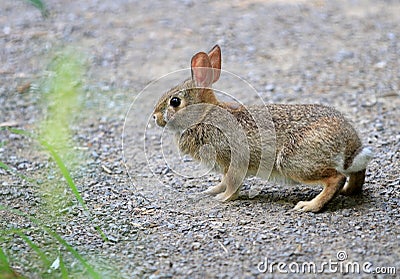 Cotton-tail Rabbit on gravel path Stock Photo