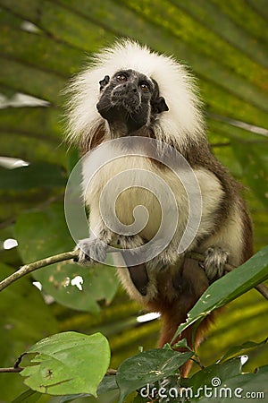 Cotton top Tamarin Stock Photo