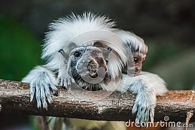 Cotton top Tamarin, Saguinus oedipus, with baby Stock Photo