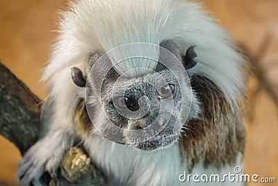 Cotton-top tamarin face detail view Stock Photo