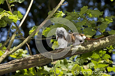 Cotton Top Tamarin or Pinche Marmoset, saguinus oedipus, Adult standing in Tree Stock Photo