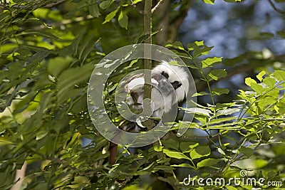 Cotton Top Tamarin or Pinche Marmoset, saguinus oedipus, Adult standing in Tree Stock Photo