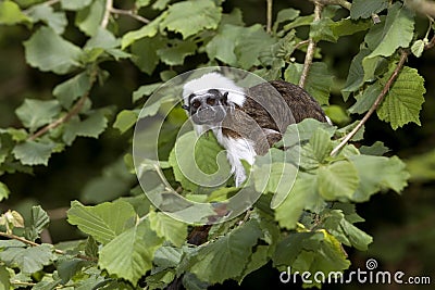 Cotton Top Tamarin or Pinche Marmoset, saguinus oedipus, Adult standing in Tree Stock Photo
