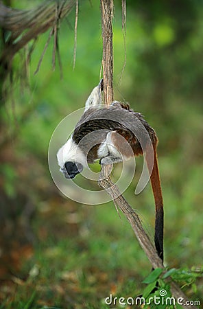 PINCHE saguinus oedipus Stock Photo