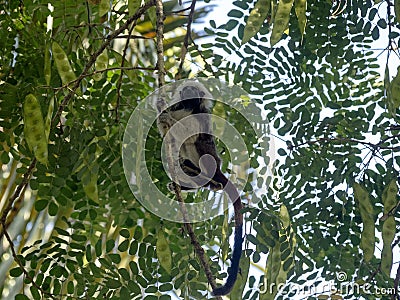 The Cotton-top tamarin, Saguinus oedipus, in a city park in Stock Photo