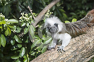 Cotton Top Tamarin Saguinus Oedipus lain on tree branch in sunlight Stock Photo