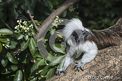 Cotton Top Tamarin Saguinus Oedipus lain on tree branch in sunlight Stock Photo