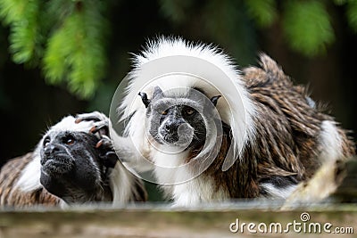 Cotton-top tamarin Saguinus oedipus monkeys Stock Photo