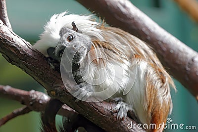 Cotton-top tamarin Stock Photo