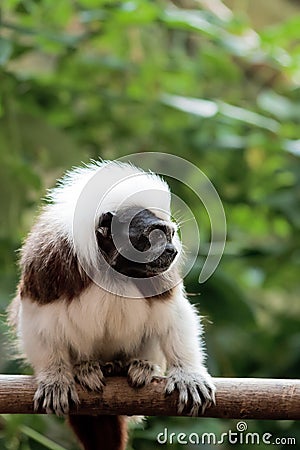 Cotton-top tamarins (Saguinus Oedipus) Stock Photo