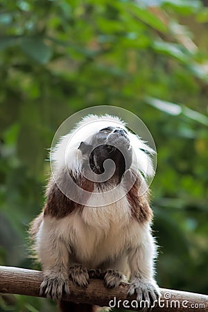 Cotton-top tamarins (Saguinus Oedipus) Stock Photo