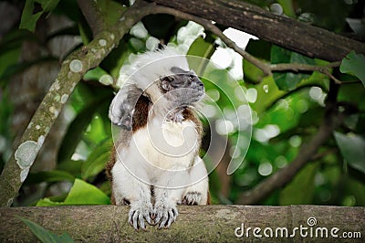 Cotton-top tamarins (Saguinus Oedipus) in Singapor Stock Photo