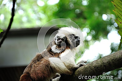 Cotton-top tamarins (Saguinus Oedipus) in Singapor Stock Photo