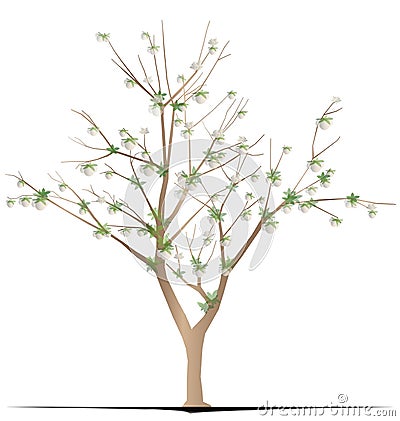 Cotton Tree Vector Illustration