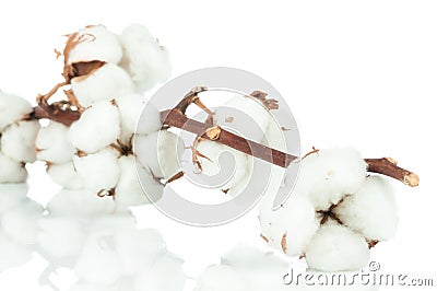 Cotton twig Stock Photo