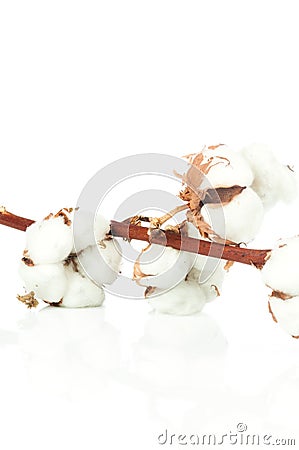 Cotton twig on white background Stock Photo