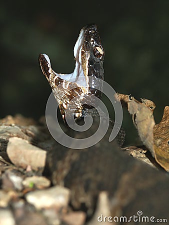 Cottonmouth (Agkistrodon piscivorus) Stock Photo