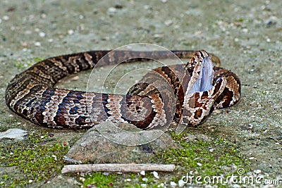 Cottonmouth Snake (Agkistrodon piscivorus) Stock Photo