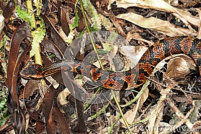 Cottonmouth Snake (Agkistrodon piscivorus) Stock Photo