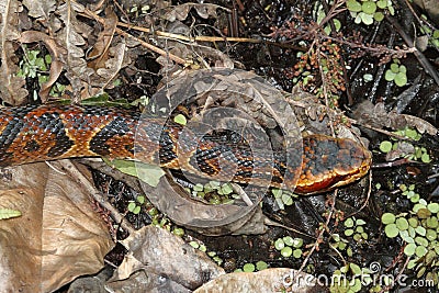 Cottonmouth Snake (Agkistrodon piscivorus) Stock Photo