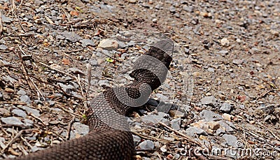 Cottonmouth snake from behind Stock Photo
