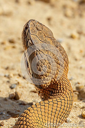 Cottonmouth Snake Image Stock Photo