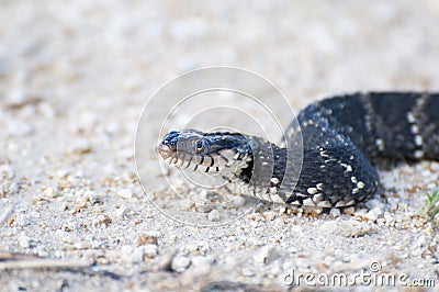 Cottonmouth / Water Moccasin Closeup Stock Photo