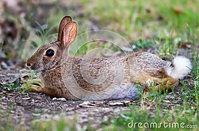 Cottontail bunny rabbit Stock Photo