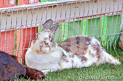 Cottontail bunny rabbit on animal farm Stock Photo