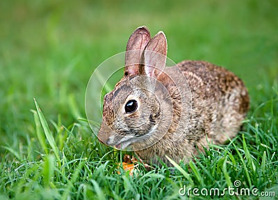 Cottontail bunny rabbit eating carrot Stock Photo