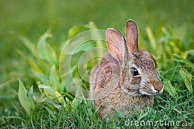 Cottontail bunny rabbit eating grass Stock Photo