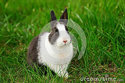 Cottontail bunny rabbit eating grass in the garden Stock Photo