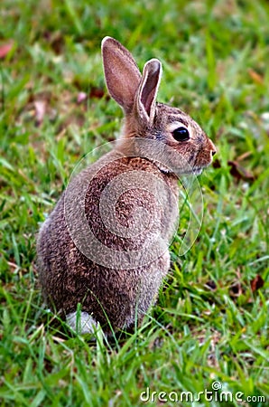 Cottontail bunny rabbit Stock Photo