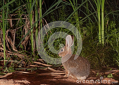 A cottontail rabbit comes to a spring for a drink of water Stock Photo