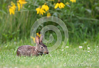 Cottontail Rabbit in a meadow with wildflowers, Exner Marsh Illinois Stock Photo