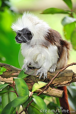 Cottontop tamarin or pinche tamarin Stock Photo