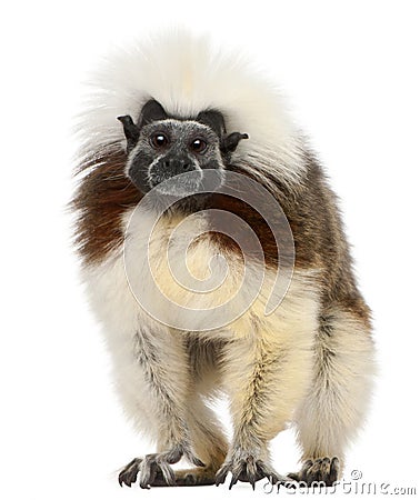 Cottontop Tamarin, Saguinus oedipus Stock Photo