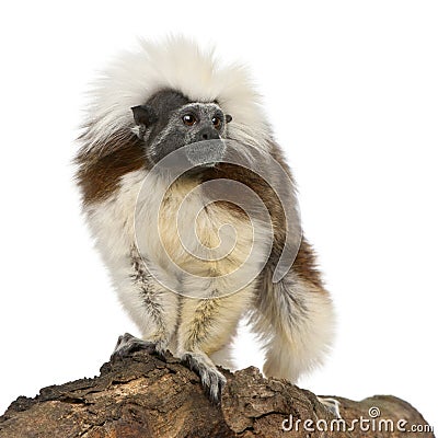 Cottontop Tamarin, Saguinus oedipus Stock Photo