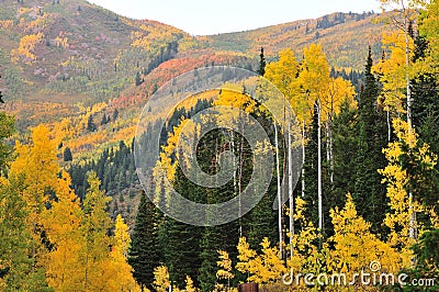 Cottonwood in the mountains Stock Photo