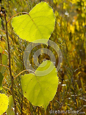 Cottonwood tree leaf Stock Photo