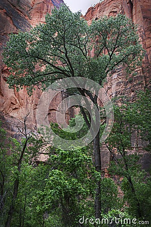 Cottonwood Tree in Zion National Park Stock Photo