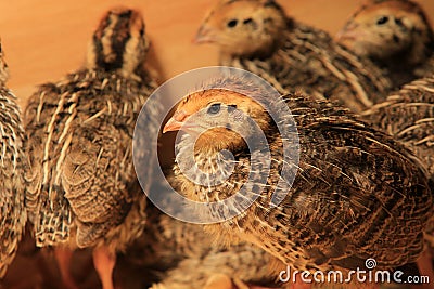 Coturnix quail Stock Photo