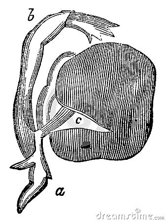 Cotyledon Germinating vintage illustration Vector Illustration