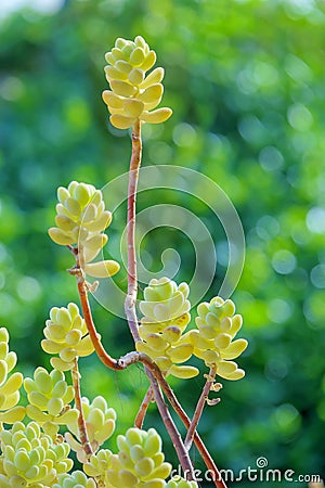 Cotyledon pendens Stock Photo