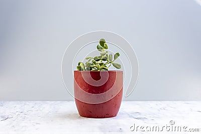 Cotyledon tomentosa bear paws succulent in a beautiful red flowerpot. Selective focus with copy space Stock Photo